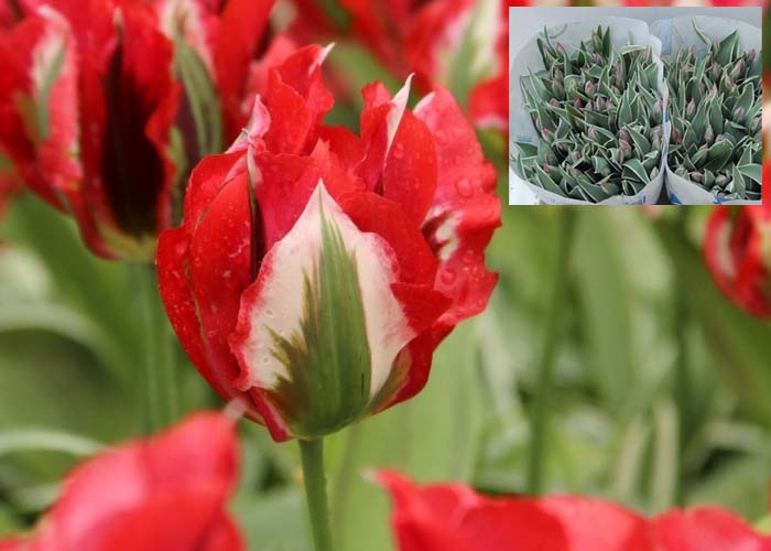 Tulips Esperanto