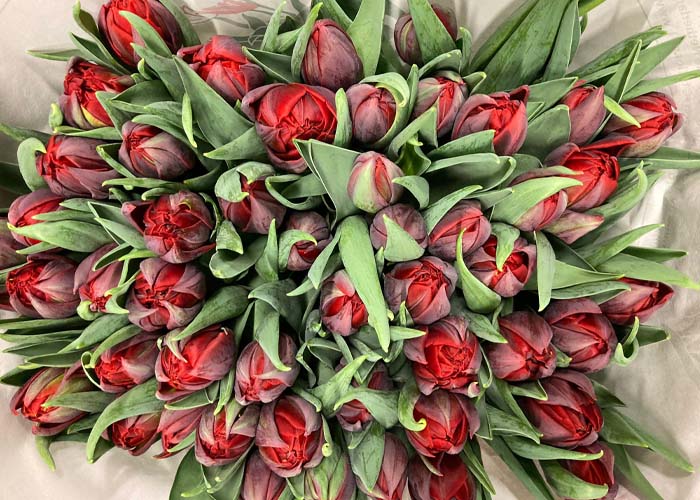 Tulips Magic Price double