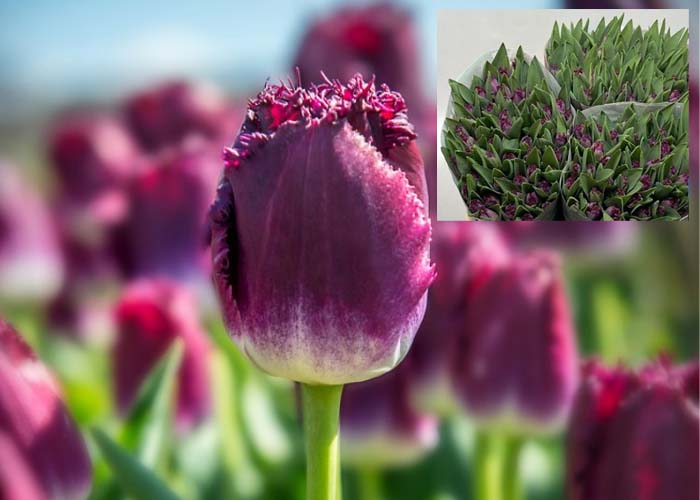 Tulips Purple Crystal frilled