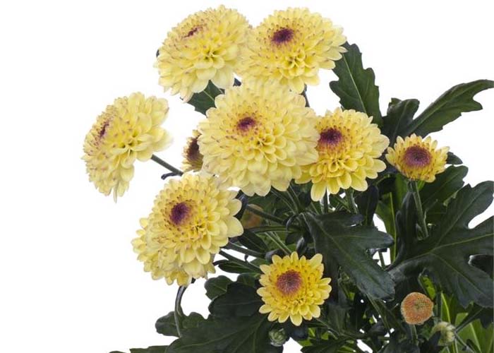 Chrysanthemum Abbey yellow