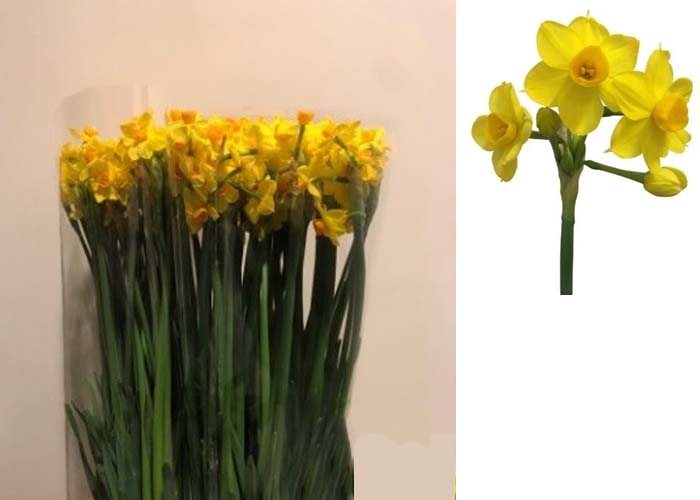 Daffodil Gr.Soleil D'Or spray + leaves