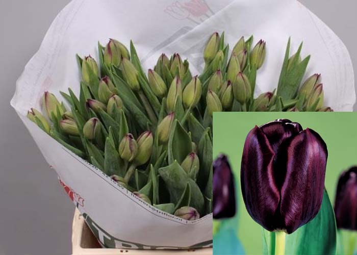 Tulips Black Jack