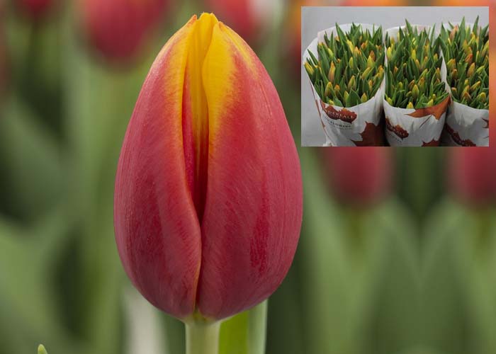 Tulips Hennie van der Most