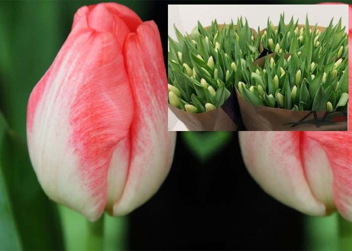 Tulips Supermodel
