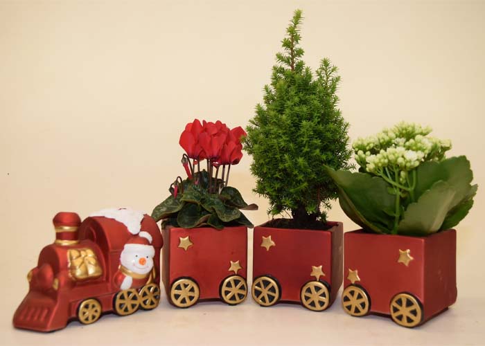 Arrangementen Christmas train mixed