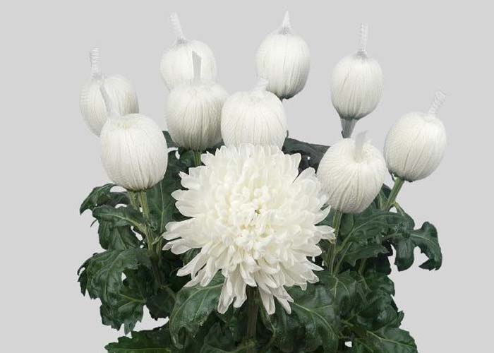 Chrysanthemum Antonov 1hd
