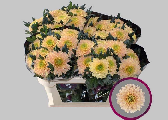 Chrysanthemum Cuscino 1hd