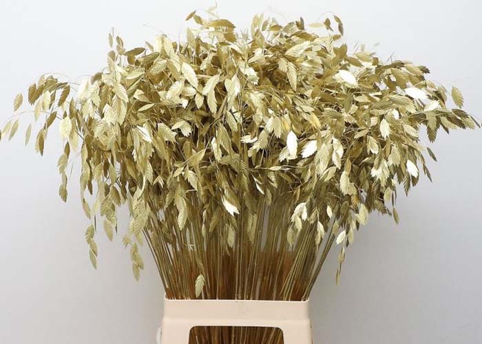 Grasses ornamental Chasmantium Latifolium Dyed Gold