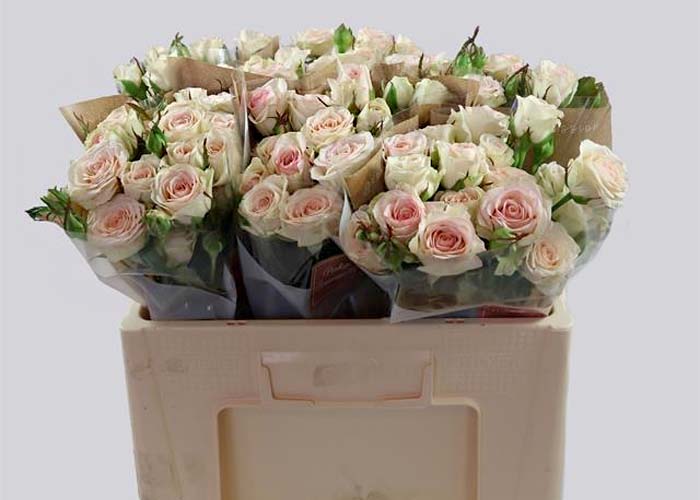 Roses spray Pinky Promise - limited availability