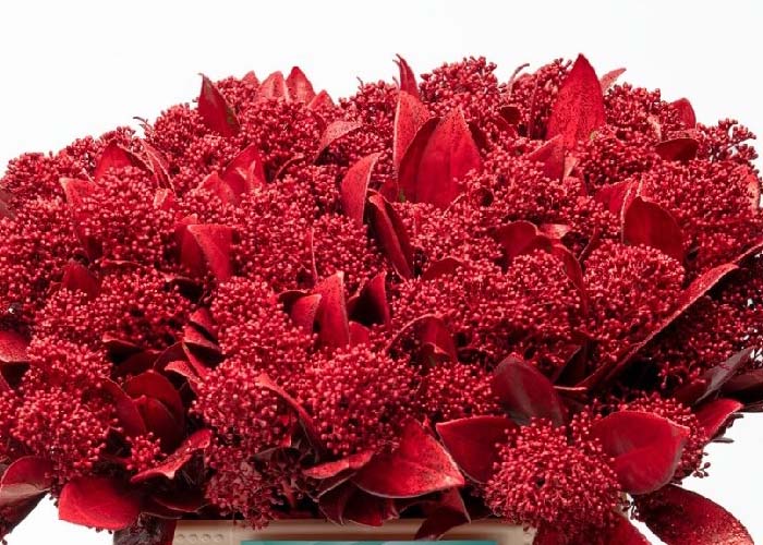 Skimmia dyed p.bunch Red + Glitter