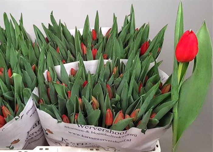 Tulips Ben van Zanten