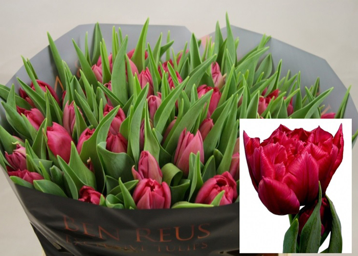 Tulips Cognac double