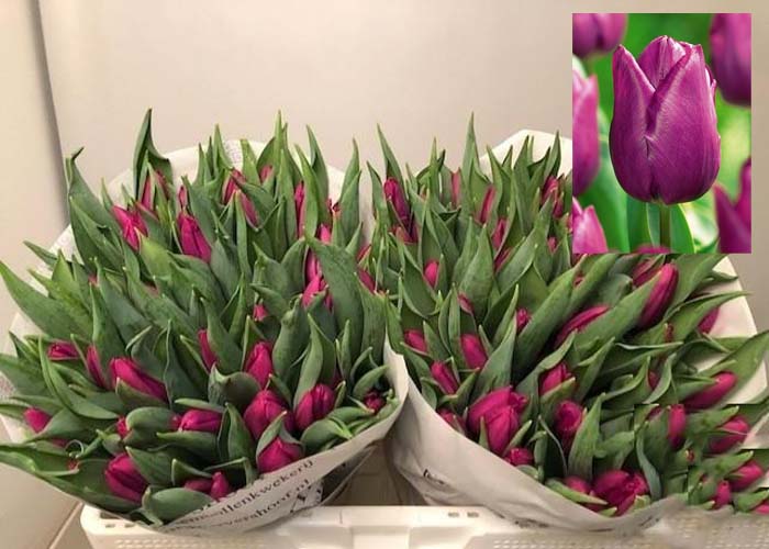 Tulips Purple Prince