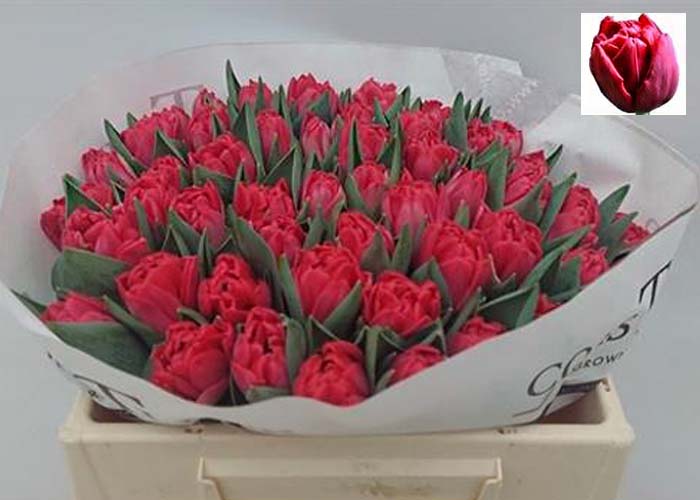 Tulips Red Foxtrot double