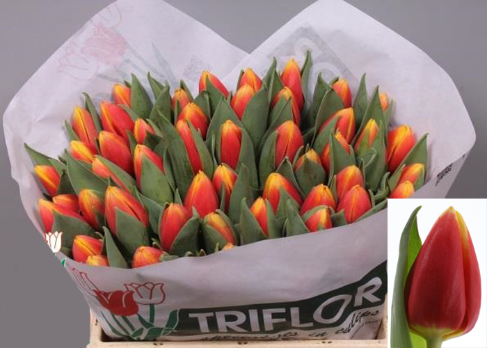 Tulips Russia
