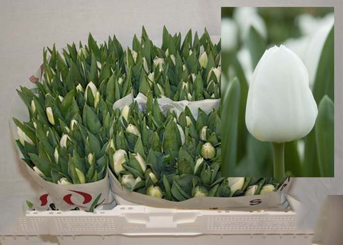 Tulips White Marvel