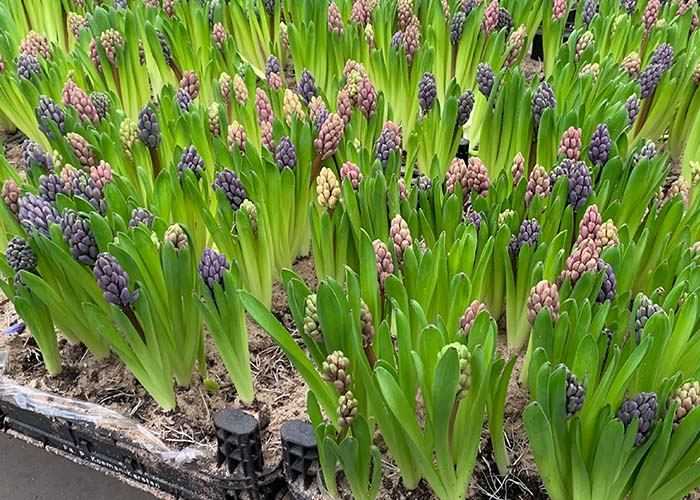 Hyacinten klaar voor oogst b