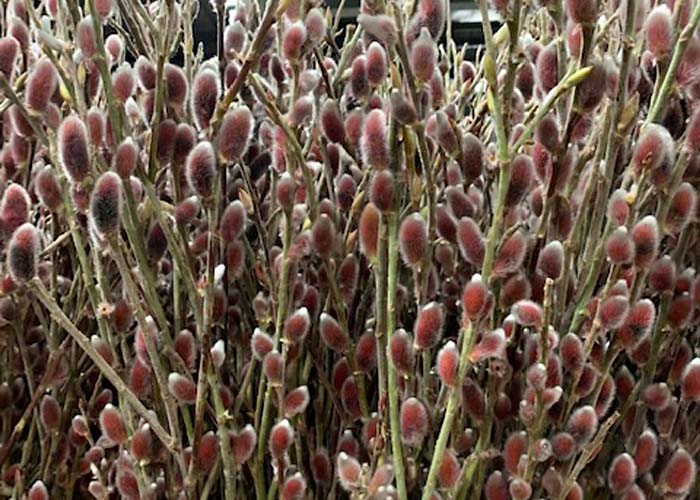 Salix Pussy Willow Red Passion