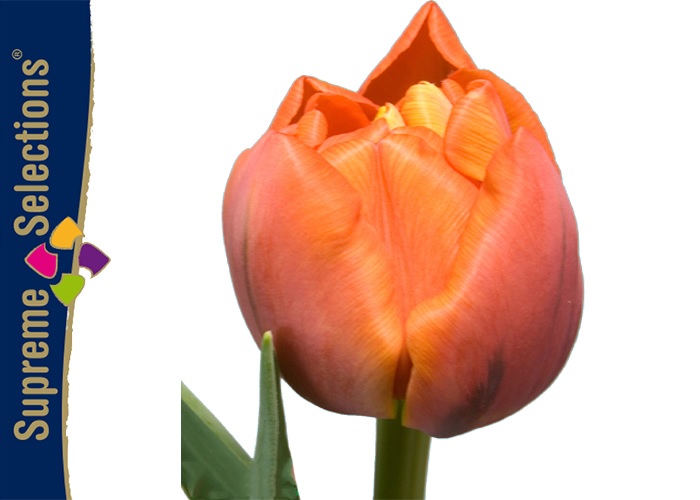 Tulips Andante double