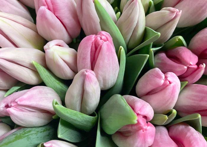 Tulips Dutch Beauty