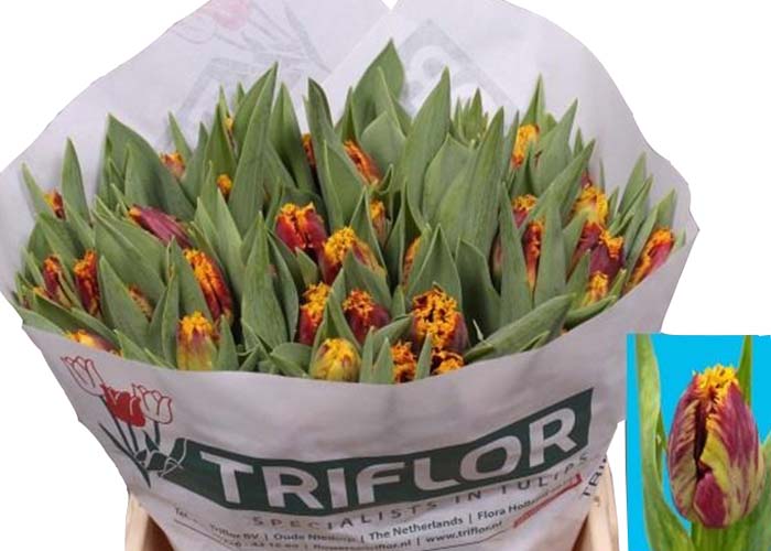 Tulips Flaming Mercure frilled