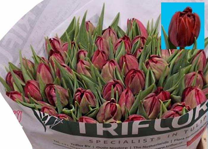 Tulips Krissy double