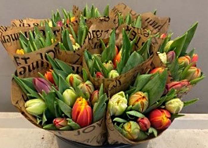 Tulips Mixed in bunch Special double