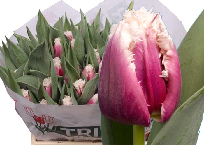 Tulips San Stefano frilled