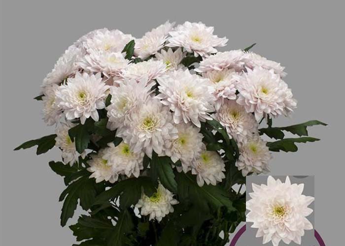 Chrysanthemum Pastela Rosé