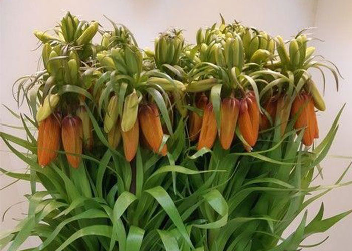 Fritillaria Imperialis Orange Sweet
