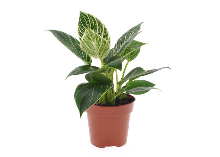 Philodendron White Wave 12cm - VDE plant - prachtig van kleur en blad en nog een vrij nieuwe plant. b