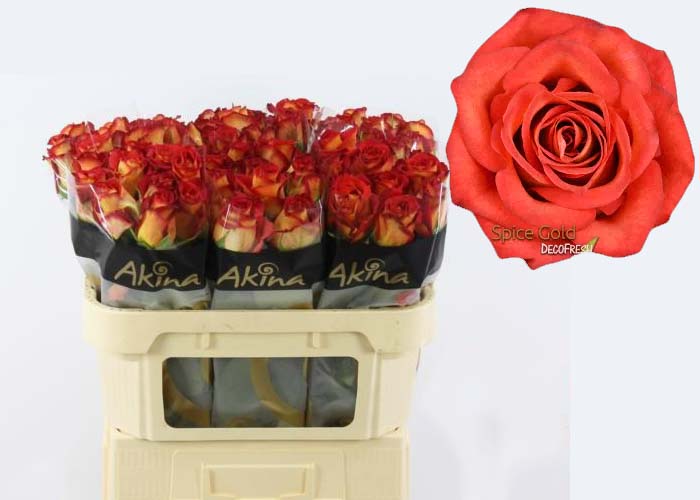 Roses Gold Spice-Bb