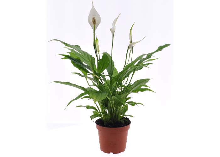 Spath 12cm - VDE plant b