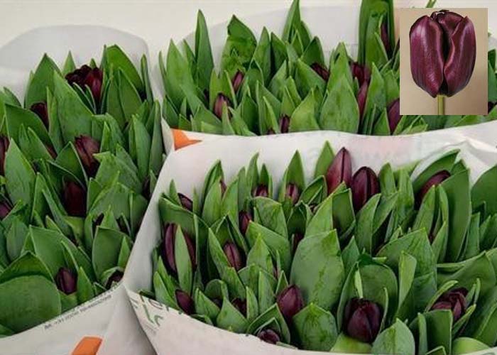 Tulips Black Jack