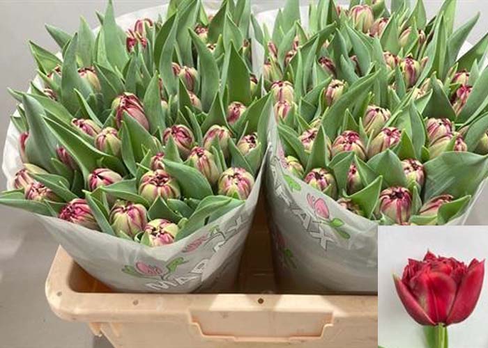 Tulips Boerhaave double