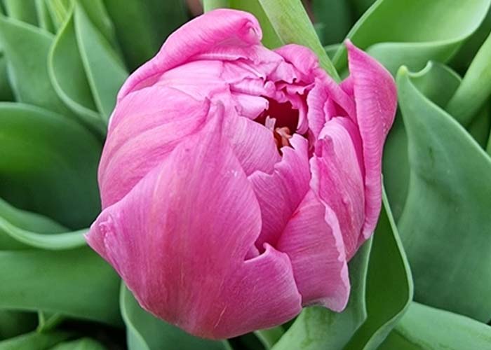 Tulips Price Fighter double