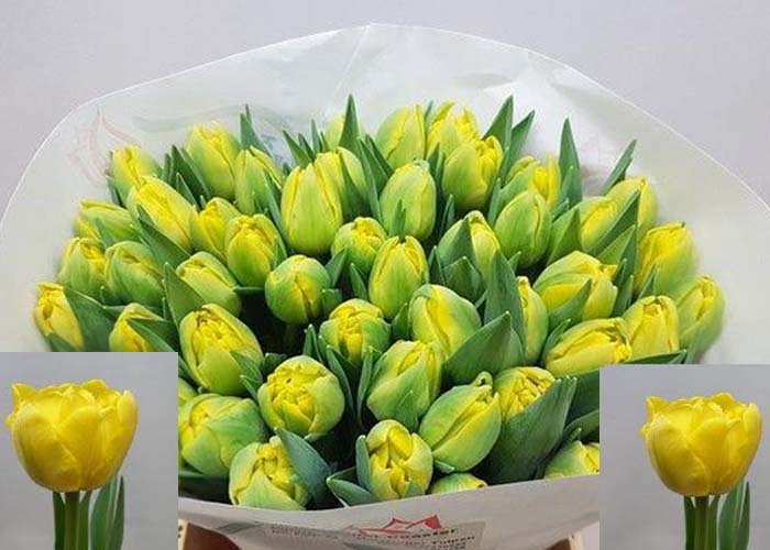 Tulips Roller Coaster double