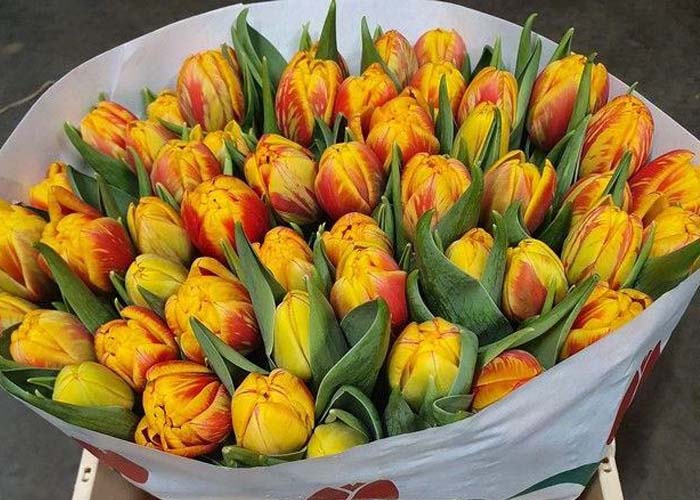 Tulips Shell Carnaval double