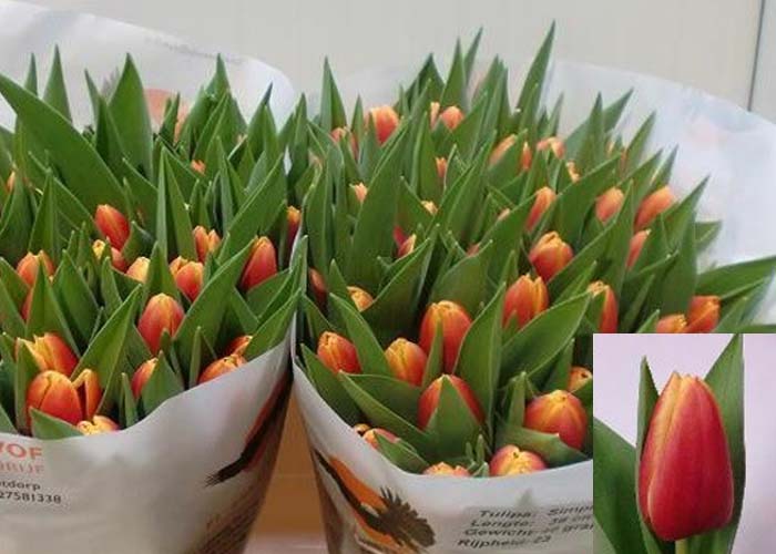 Tulips Simplicity
