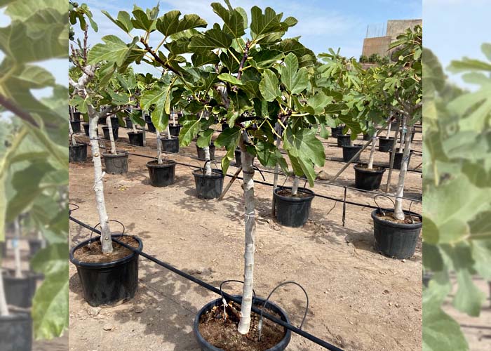 44. Ficus Carica on stem Height 190 Pot size (L) 35 Pot size (cm) 40 en Height 150 Pot size (L) 18 Pot size (cm) 30 b