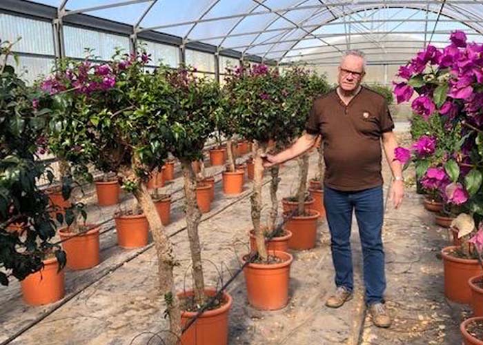 Bougainvillea with the biggest stems René had ever seen