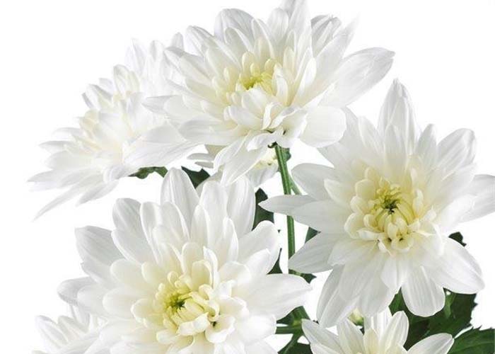 Chrysanthemum Baltica white