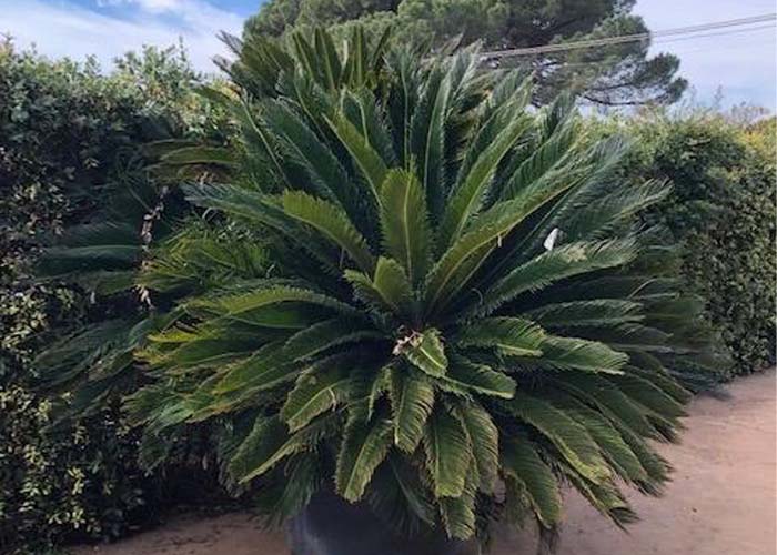 Cycas - available in different sizes