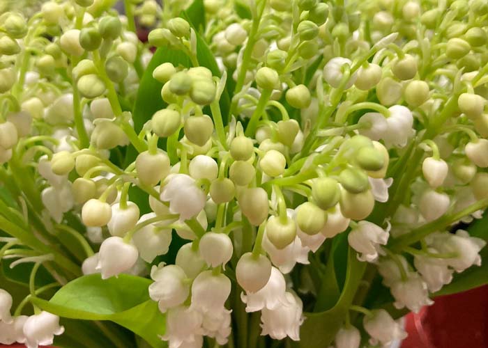 Lily of the valley majalis