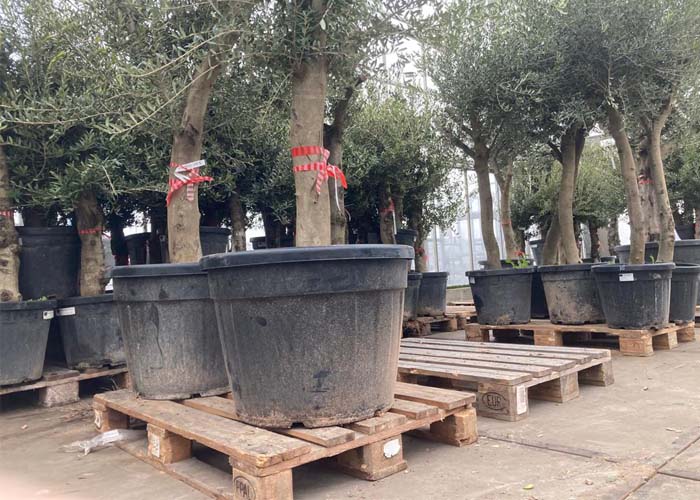 Mediterranaen trees for delivery export