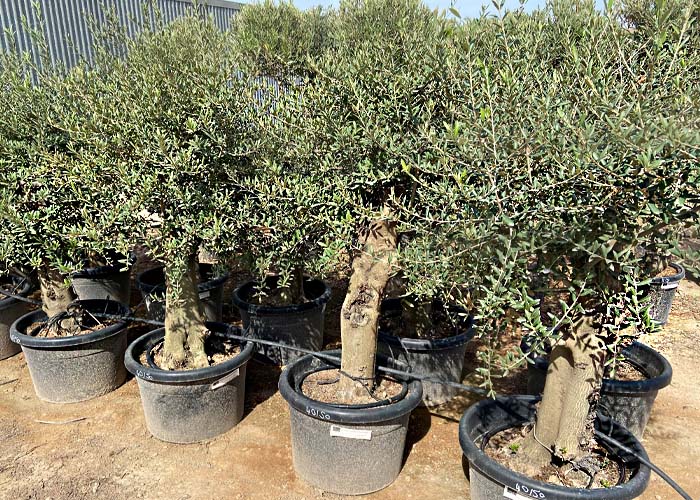 Olea short thick stem Height 180 Pot Size 55