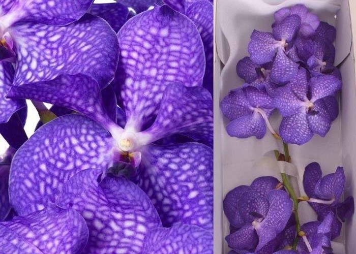 Orchid Vanda Kanchana Magic Blue flower