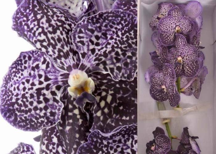 Orchid Vanda Sunanda Jeff Leatham flower