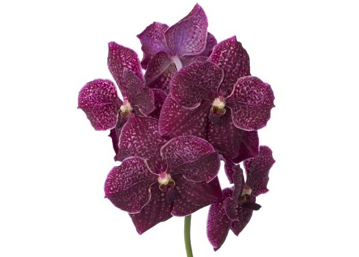 Orchid Vanda Sunanda Sangria flower