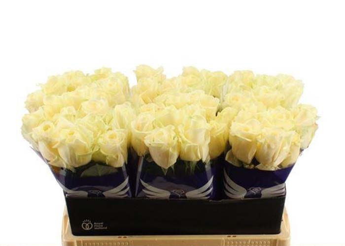 Roses Avalanche White